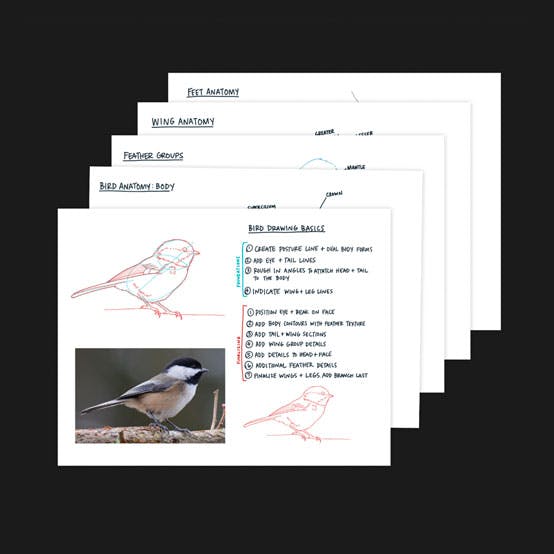 Bonus Item for Bird Anatomy Cheat Sheets}